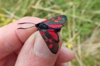 Zygaena lonicerae