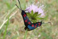 Zygaena lonicerae