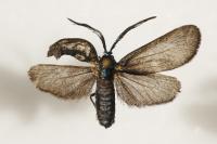 Rhagades pruni