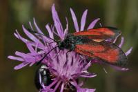 Zygaena minos/purpuralis