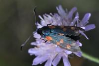 Zygaena filipendulae