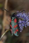 Zygaena filipendulae