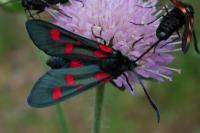Zygaena lonicerae