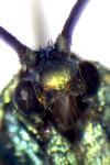 Jordanita globulariae