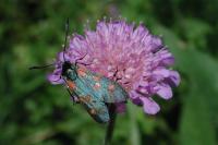 Zygaena filipendulae