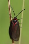 Aglaope infausta