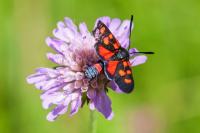Zygaena ephialtes