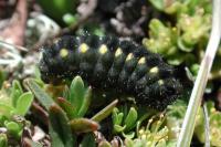 Zygaena exulans