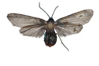 Rhagades pruni