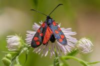 Zygaena transalpina