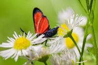 Zygaena transalpina