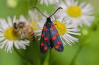 Zygaena transalpina