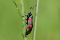 Zygaena trifolii