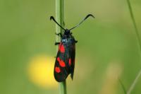 Zygaena trifolii