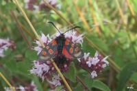 Zygaena carniolica