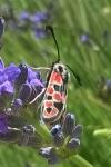 Zygaena carniolica
