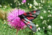 Zygaena lonicerae