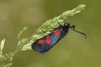 Zygaena trifolii
