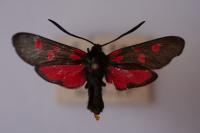Zygaena lonicerae