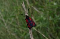 Zygaena loti