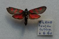 Zygaena trifolii