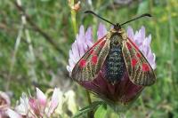 Zygaena exulans