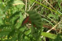 Zygaena