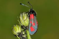 Zygaena loti