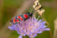 Zygaena carniolica