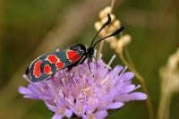 Zygaena carniolica