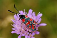Zygaena carniolica