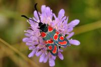 Zygaena carniolica
