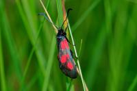 Zygaena viciae viciae