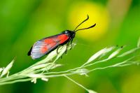 Zygaena viciae viciae