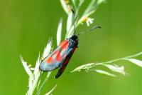 Zygaena viciae viciae