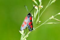 Zygaena viciae viciae