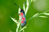 Zygaena viciae viciae