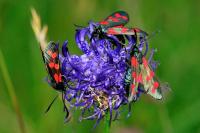 Zygaena filipendulae
