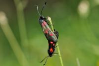 Zygaena lonicerae