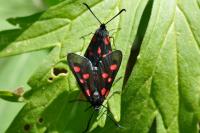 Zygaena lonicerae