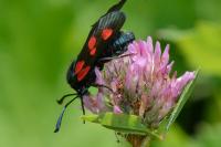 Zygaena trifolii