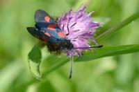 Zygaena trifolii