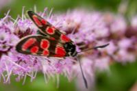 Zygaena carniolica