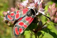 Zygaena carniolica