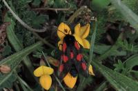 Zygaena trifolii
