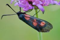 Zygaena lonicerae