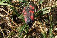 Zygaena filipendulae