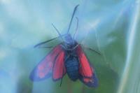Zygaena transalpina