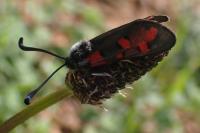 Zygaena rhadamanthus