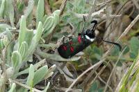 Zygaena lavandulae